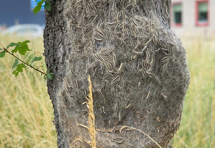 Nest met eikenprocessierupsen