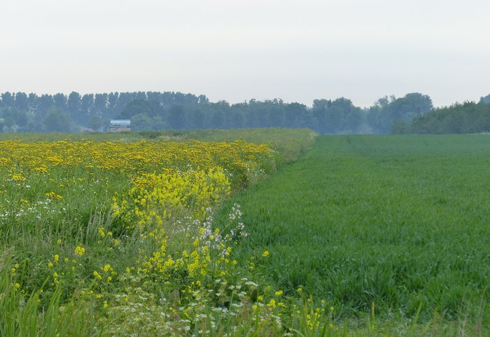 bloemrijke rand naast akker