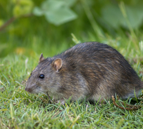 rat