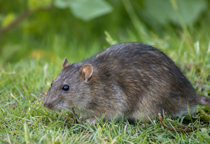 rat