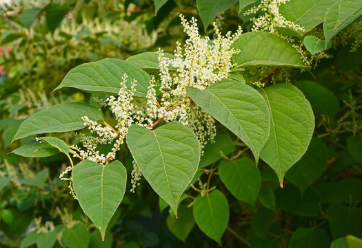Bloemen van de Japanse duizendknoop