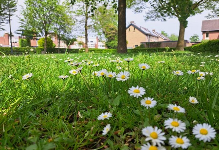 grasveld in Baarle-Nassau