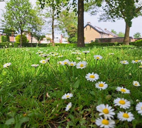 grasveld in Baarle-Nassau